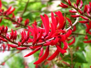 Erythrina x bidwillii from Piece of Eden