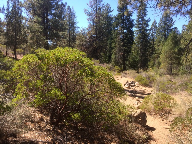 Arctostaphylos patula growing on site near Whychus Creek south of Sisters, OR. Here it is 5' tall growing in a mixed condifer forest along with Doug Fir, Grand Fir, Noble Fir, Ponderosa Pine and Western Juniper.