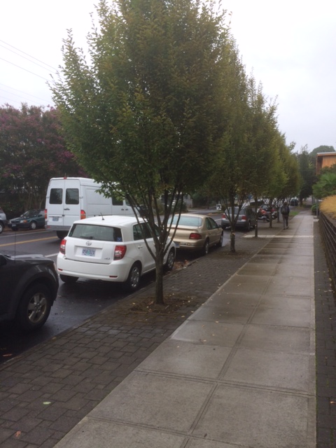 Hornbeams across the street from my house after pruning