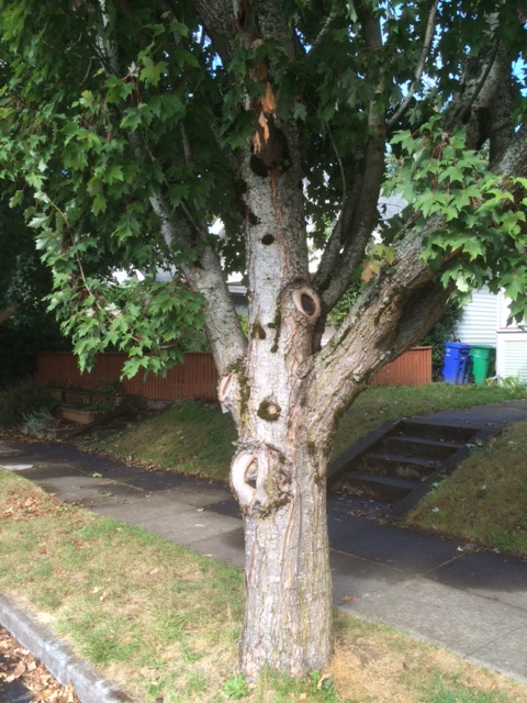 An 'abandoned' 20 year old Friends of Trees planting that never received structural pruning now with low heavy branching & big wounds from removing conflicting branches.