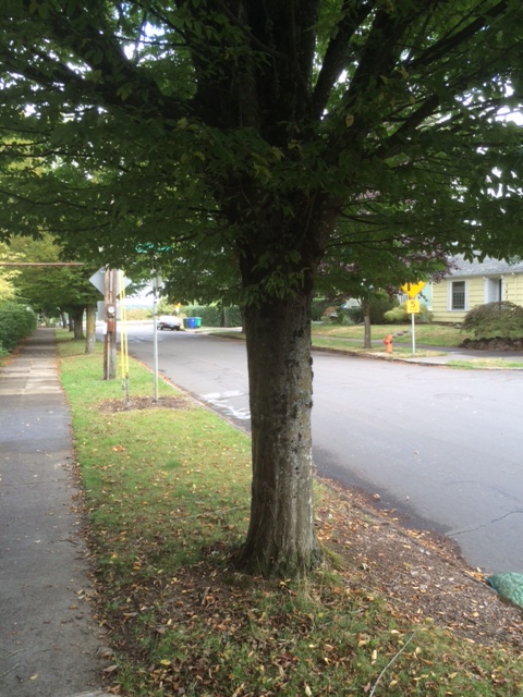 C. betulus 'Fastigiata'