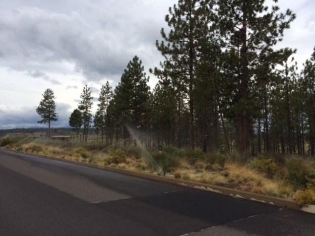 Watering the xeric native landscape