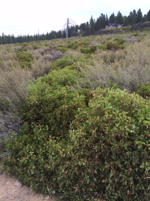 The mixed brush cover