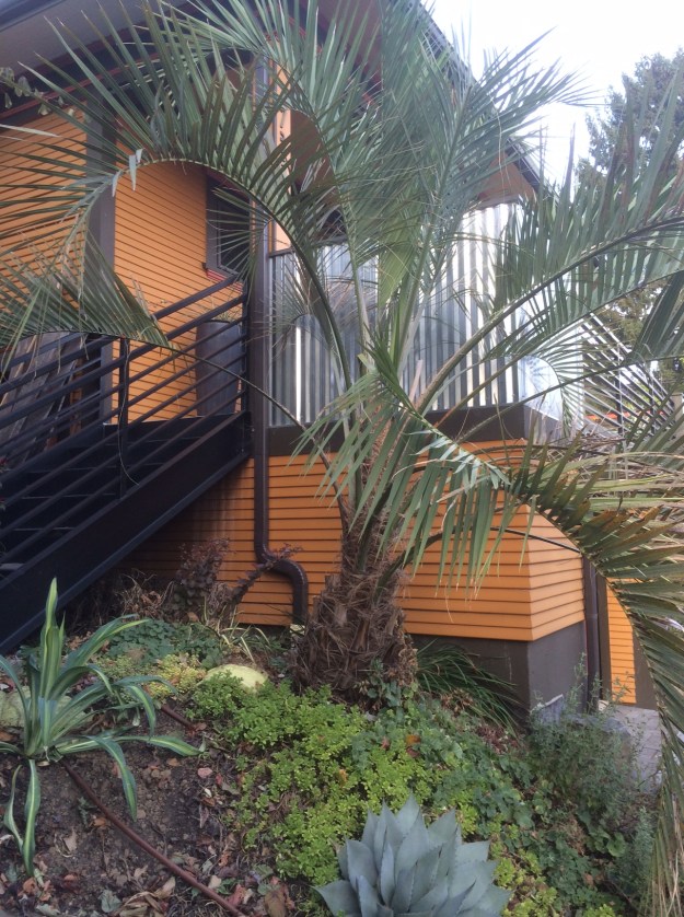 Butia capitata at my front stairs along with a new Beschorneria yuccoides 'Flamingo Glow' and a Agave parryi 'Hauchucense'