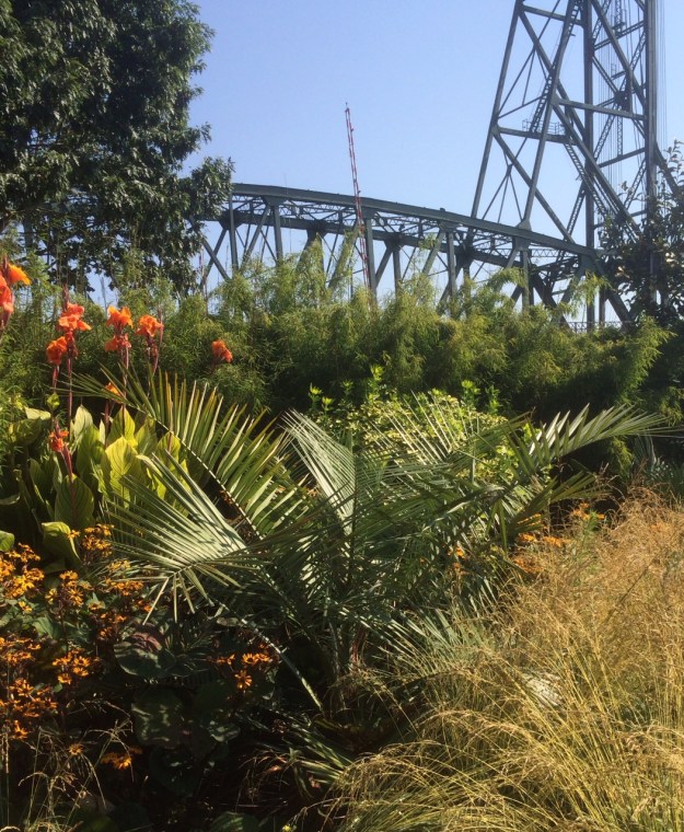 The Butia x Jubaea hiding for now in the center of Jefferson Circle backed by Canna 'Bengal Tiger' and Fargesia nitida ‘Jiuzhaigou IV’