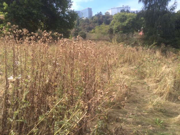 One of the old lawn areas that sweep down to the southbound Naito ramp dominated by Canada Thistle