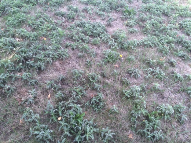 One of the mown 'lawns' dominated by Canada Thistle and Cat's Ear