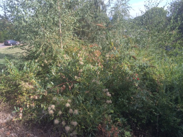 A hodge podge of weeds and volunteers totally overwhelming the Roses