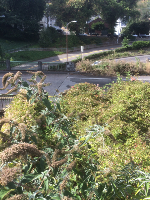 Matured Buddleia seed heads, the landscape Roses and a wash of many weeds
