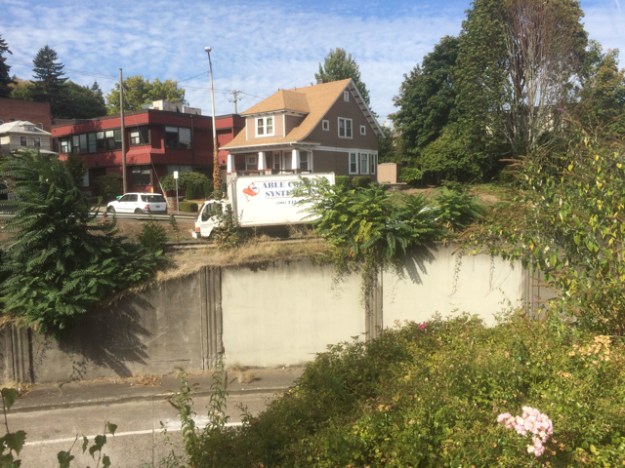 Trees o Heaven volunteered above the wall, while Birch, Butterfly Bush and Clematis compete to overwhelm the landscape Roses.