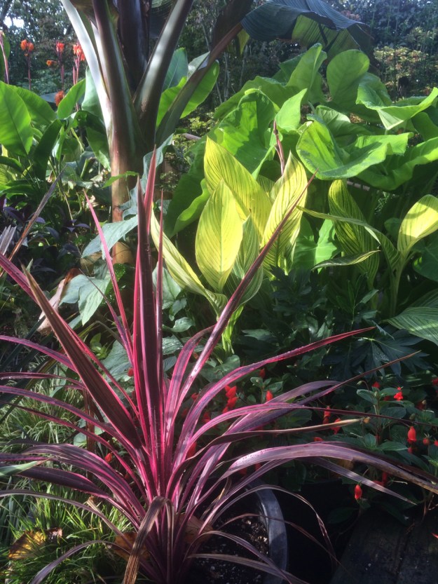 Cordyline 'Pink Sensation' in front of Canna 'Bengal Tiger', Xanthosoma 'Lime Zinger' and the fat pseudostem of my Ensete, Gloxiana floating in the shadow