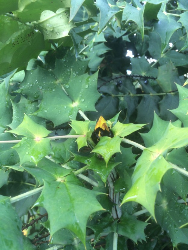 Mahonia x media 'Arthur Menziesii' flower buds beginning to swell for winter's bloom