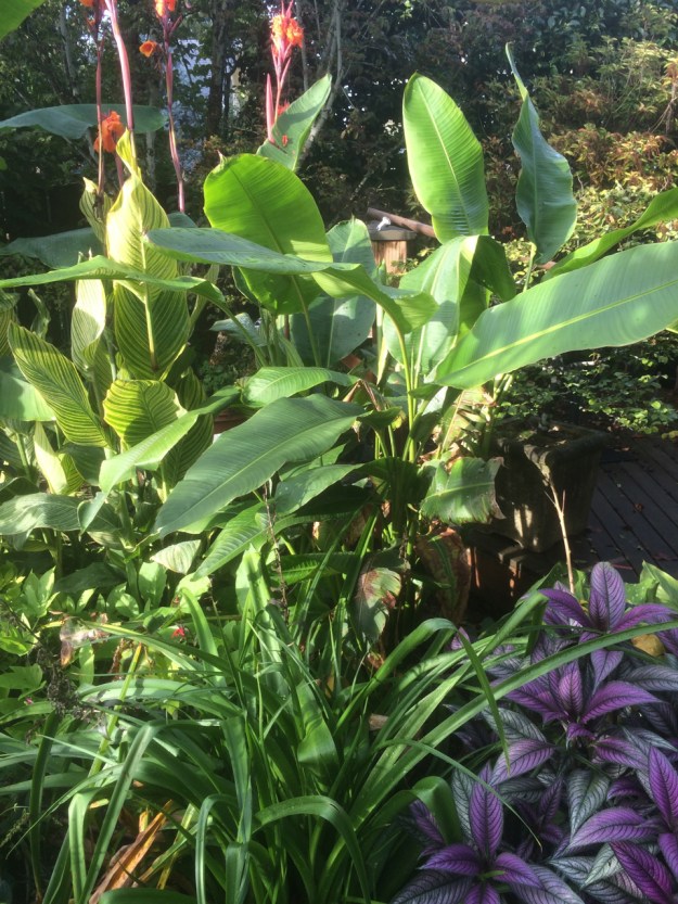 Those big paddle leaves are Heleconia schiediana. The purple is Strobilanthes dyerianus next to a strappy Crinum powellii 'Alba' backed up with Canna 'Bengal Tiger' 