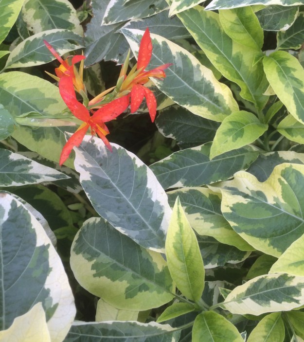 Brugmansia 'Miner's Claim' with the bloom of Canna 'Wisley Dwarf' poking through