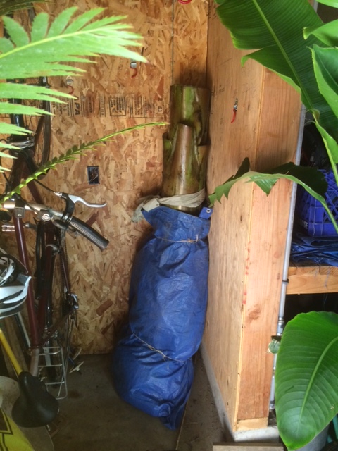 palm tree indoor house plant Parlor Palm | Indoor Plant | Tropical Plant | Chamaedorea elegans | Potted  Plant main image 1