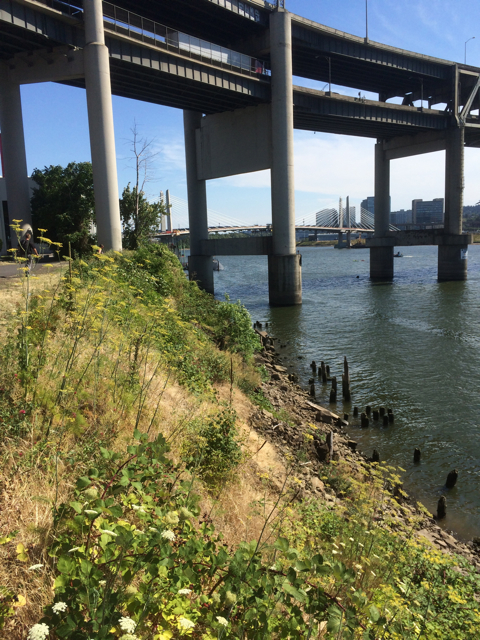 This coarsely filled and steeply graded bank is facing Riverplace from the east side. It is filled with rubble and populated almost entirely by 'weeds' several of which are invasive. This portion of the bank was historically marsh and slough even beyond MLK blvd which was originally built on pilings. This is part of the same river landscape and is characteristic of much of the channelized Willamette lying upstream from, and therefore impactful of, the Riverplace site. Such landscapes were unimportant as they occurred at the 'edges' and were incidental. The weed species available was much more limited at the time and there appearance probably tended to be more bare as the native and newly arrive weeds were not well suited to invading it.
