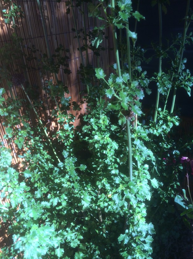 Leonotis menthafolia x 'Savannah Sunset'