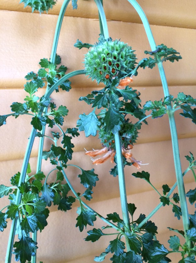 Leonotis menthafolia