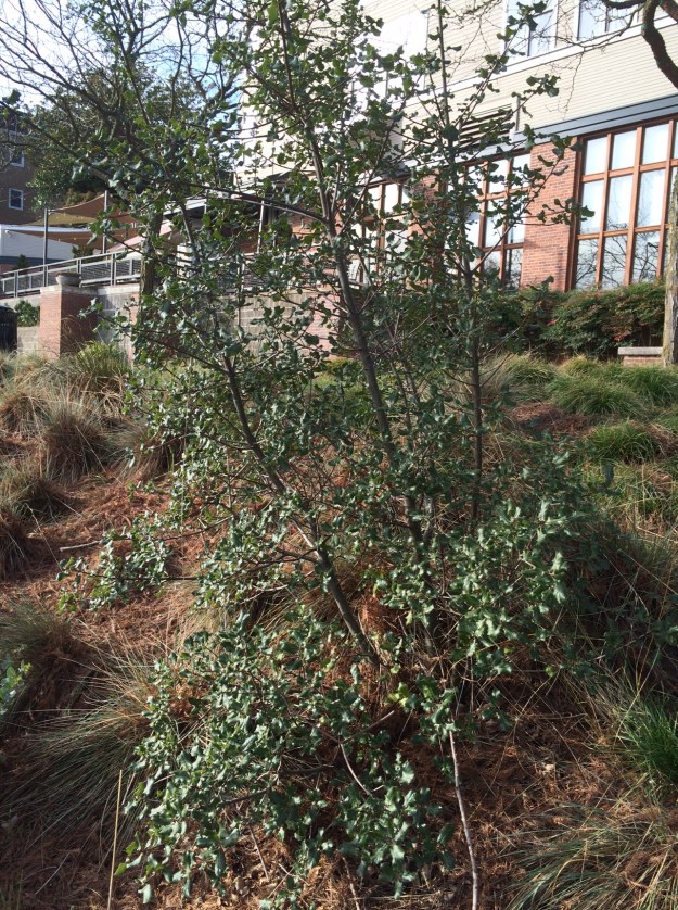 One of three Quercus wisleznii at this end of Riverplace.  These were all cut down in their first year by beaver.  Seems to be a common response to browsing.