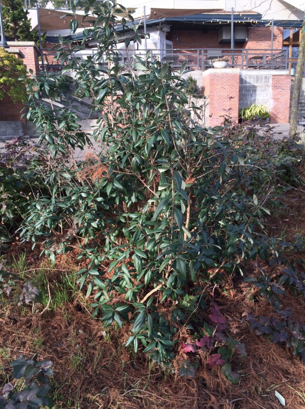 Carpenteria californica at the top of bank in shade from the Taxodiums and the hotel.