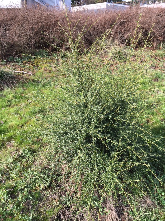 Ceanothus thyrsiflorus (Oregon Mist? Umpqua Skies?) filling in for the now very dead C.i. 'Vandenberg' below an unknown white flowering shrubby Potentilla from the original '04 planting.