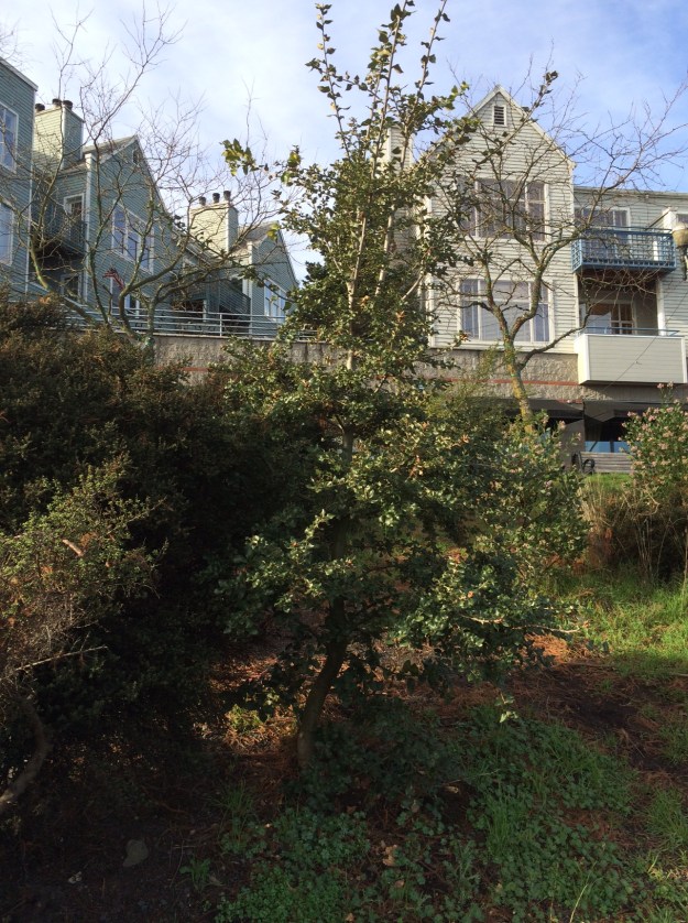 Quercus chrysolepis, the Canyon Live Oak from southern Oregon.  One of three this one is planted in 'hole' in the center of another dying  clump of C.i. 'Vandenberg'.