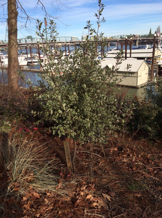 Rhamnus alaternus 'Variegatus' planted between the Blue Oat Grass and gradually dying out Cornus 'Kelseyii'. It has been very slow. Understandable given the horrendous fill soil conditions.