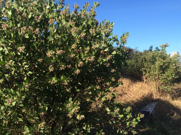 This is the bottom of a loose sweep of Arctostaphylos x Austin Griffiths angling up the bank. These are all in the 7'+or- tall range.