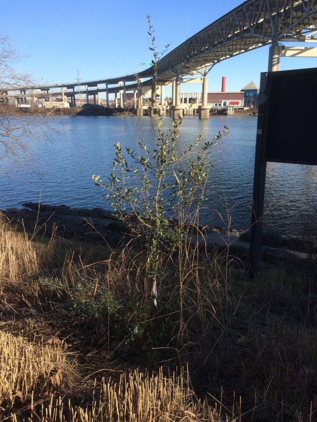Feeling a little Spanish here! This is Quercus suber, the Cork Oak of Spain. There's three of these. Watch and learn.