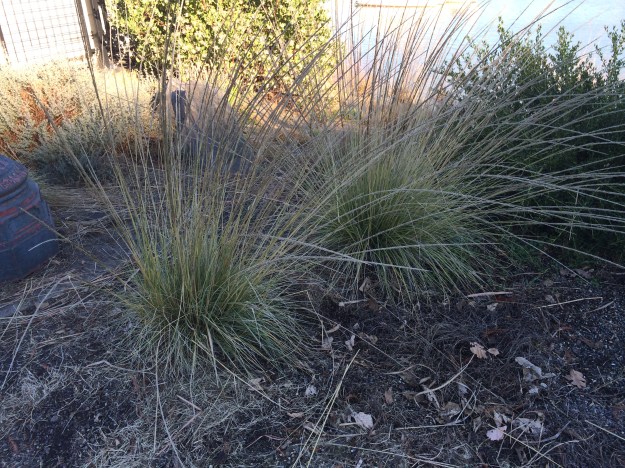 Muhlenbergia ringens a very sturdy drought tolerant bunch grass used in South Waterfront and at 5 Flags. A better performer than M. lindheimeri here