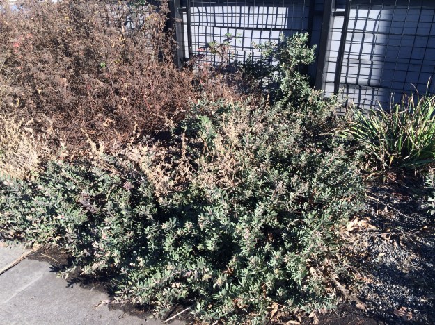 Arctostaphylos x Pacific Mist. This bluish foliaged lanky sprawler heaps up on itself and is planted in several places at this end of South Waterfront