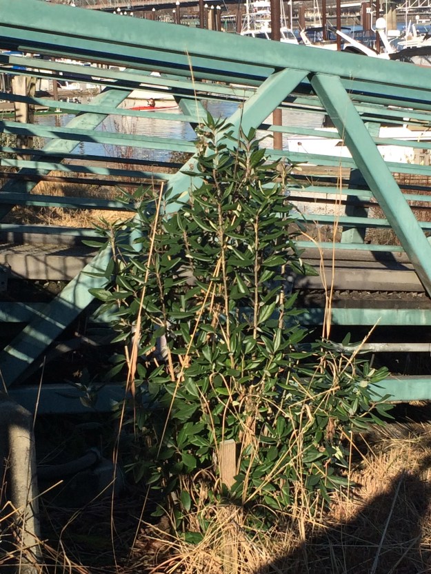 Caprenteria californica is spotted in here and there at the top of the bank along Riverplace and at the north end of South Waterfront like this one against the ramp