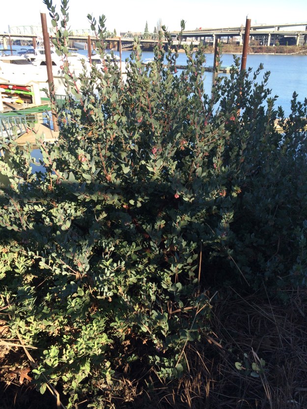 Arctostaphylos pajaroense 'Warren Roberts' in the sharp light of the winter sun. An older larger specimen is planted at the Battleship Oregon Mast in Waterfront Park.
