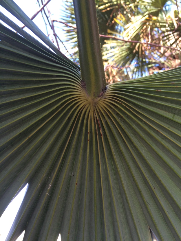 Trachycarpus fortunei, a more normal pattern of segmentation for all palmate Palms.