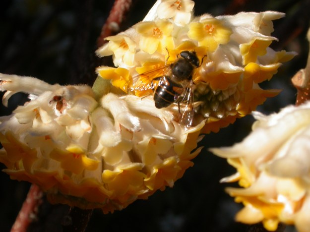 A bee visiting the flowers of an Edgewortia chrysantha in Washington Park.