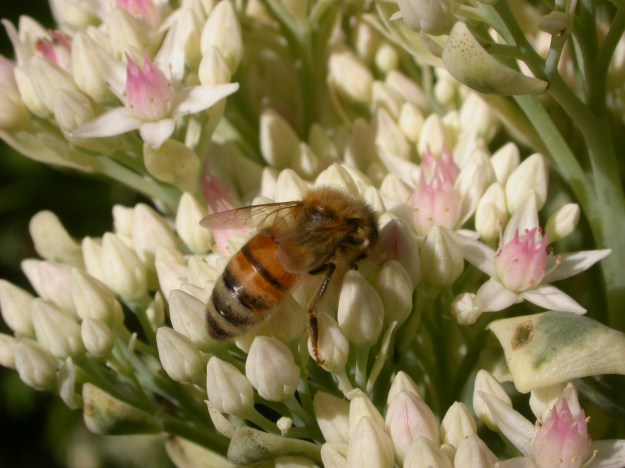 A bee working the large inflorescence of a Heptacodium miconoides.