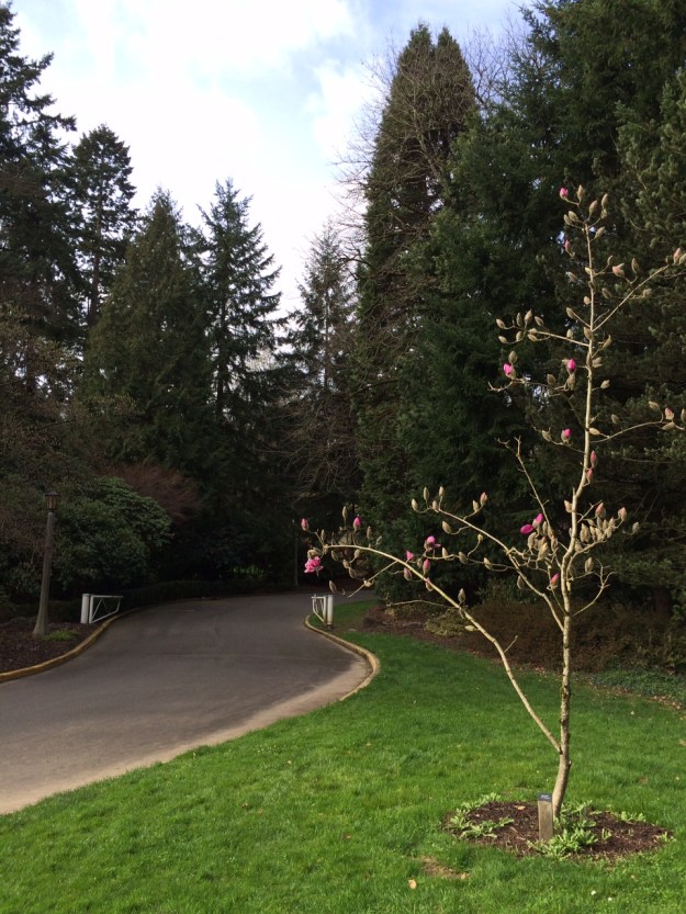 Follow the road on foot here passed this J.C. Williams Magnolia.  This is one of many of the Magnolias that have been planted in Washington Park.