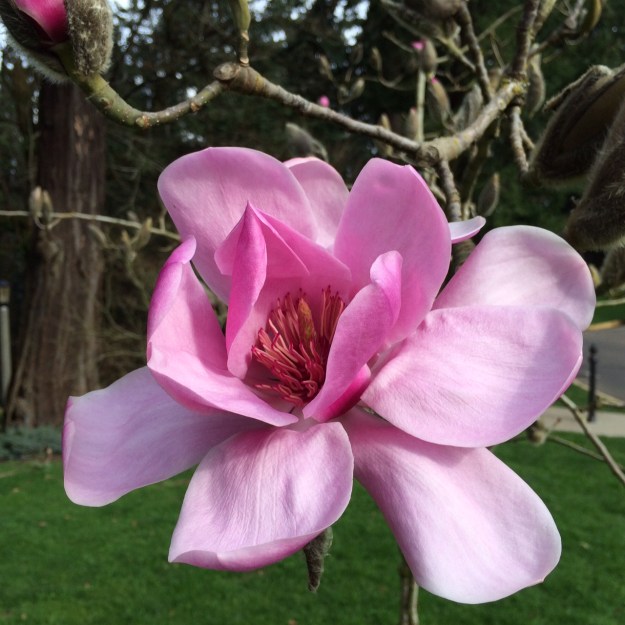 Can't beat this flower, the first bloom on Magnolia J.C. Williams Feb. 20.