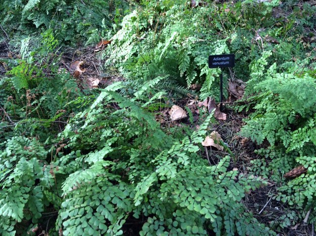 A good sized patch of Adiantum venustum, the evergreen Himalyan Maidenhair Fern.