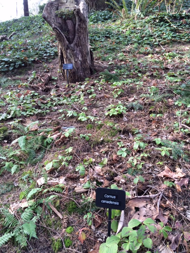 A big swath of our native Bunchberry, Cornus canadensis.