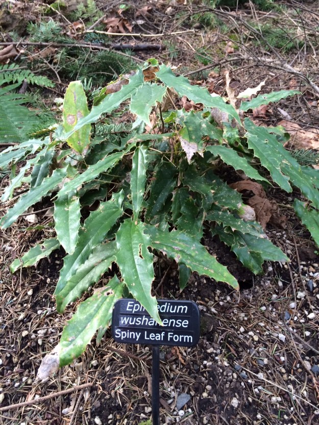 Epimedium wushanense 'Spiny Leaf Form'.  There are several species and selections of Epimedium in the Garden.