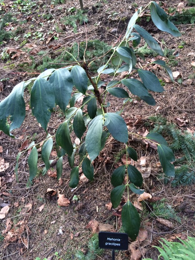 Mahonia gracillipes.  A Japanese relative of our own Oregon Grape, but with pink flowers in the late summer!  The undersides of the bluish leaves are white.