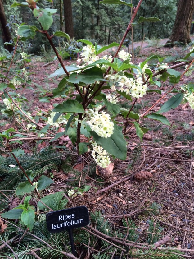 Ribes laurifolium an evergreen relative of our R. sanguineum, from China.