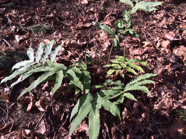 Dryopteris sieboldii, a Wood Fern, distinctive.  This is repeated in loose clumps in the Garden.  When planted in multiples not every plant is formally labelled.
