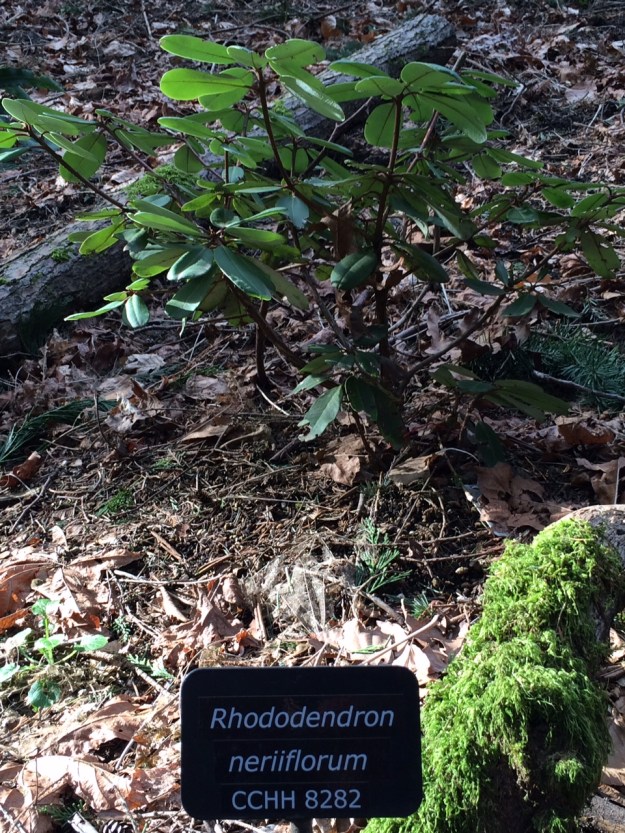 One of the many small young Rhodies, R. neriiflorum.  When known the collection numbers are included on the label.