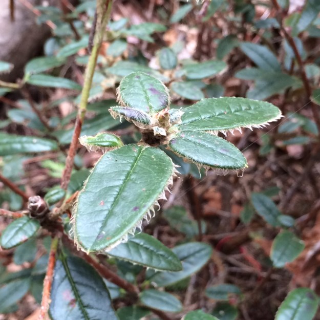 Rhododendron pendulum,   the leaf margins are hairy clumping distinctively.