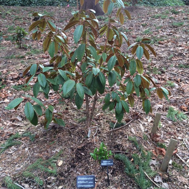 Rhododendron arboreum subsp.  cinnamomeum w/ a cute little Arisarum at its base.  R. arboreum includes the tallest Rhodies in the world.  The undersides of this one's leaves are redder than the species. Have to check out the newly emerging leaves to see how much so.