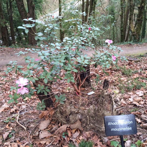 Rhododendron moupinense in bloom Feb. 20.  The slope below here drops away very steeply.