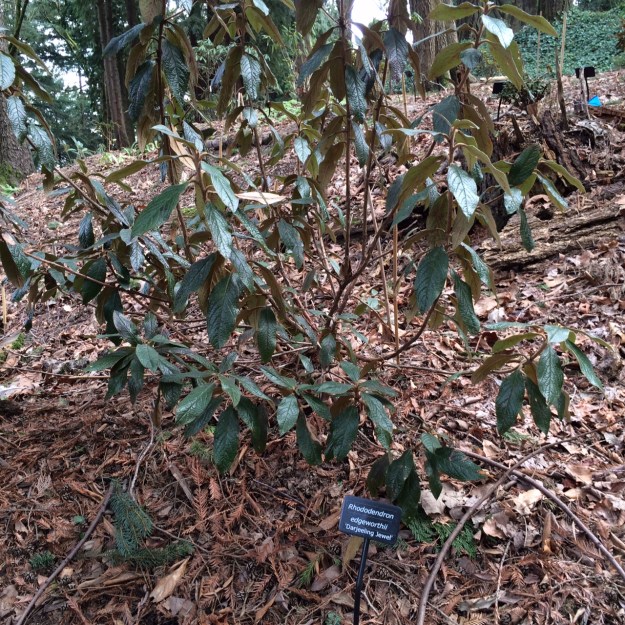 Rhododendron edgeworthii 'Darjeeling Jewel'.  This Rhody is a particularly fragrant one.  There are several of these in the Garden.