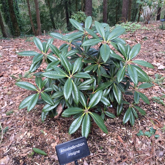 Rhododendron insigne.  I like the incised venation and recurved margins on this one.  We'll have to watch to see if this one lives up to its species name meaning 'great' or 'distinguished'